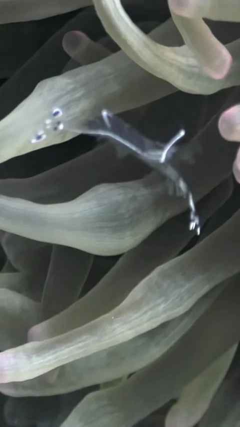 Dancing ghost shrimp hides among sea anemone in the Red Sea Stock Footage 312281822