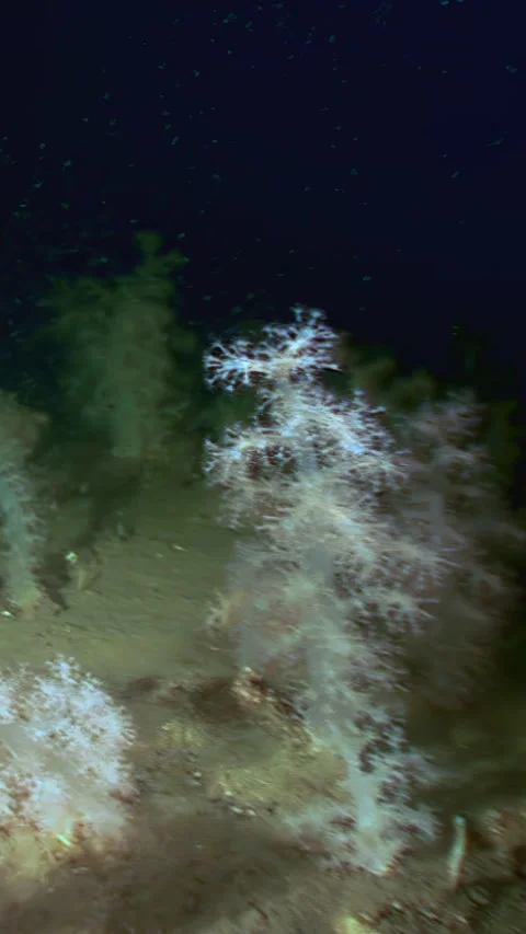 Dancing Ghosts Soft Coral Garden Shimmers in the Midnight Zone Video stock 331989963