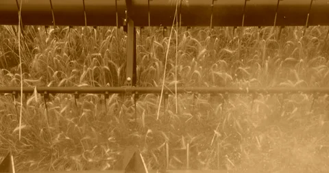 Dancing grain close up, 4K slomo art Stock Footage 256343341