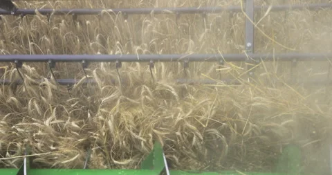 Dancing grain close up, 4K slomo Stock Footage 256369739