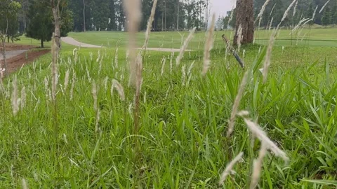 Dancing grass in the green field Stock Footage 287958937
