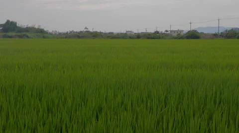 Dancing grass in Yilan - closer Stock Footage 39323041