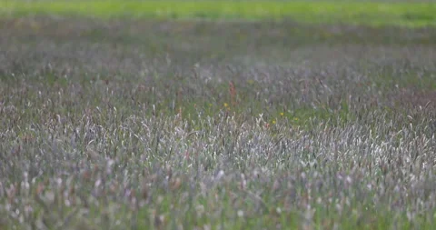 Dancing grasses in the meadow, 4K slomo Stock Footage 169232965