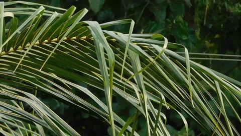 Dancing green coconut leaves due to wind Stock Footage 137688121