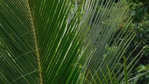 Dancing green coconut leaves due to wind Stock Footage 137688208