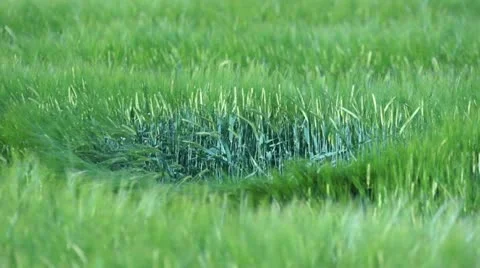 Dancing Green Corn Stalks Stock Footage 11170799