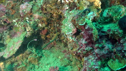 Dancing harlequin ghost pipefish amidst Coral in Indonesia Stock Footage 312099638