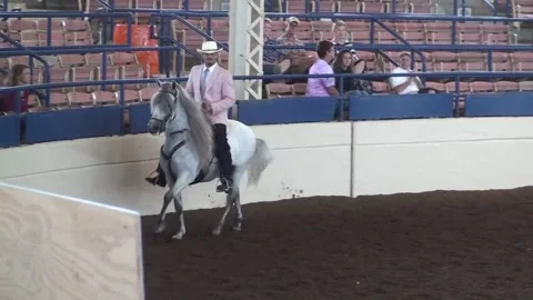 Dancing Horse Video stock 168685225