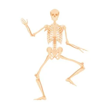 Dancing human skeleton. Dead man dances in anatomical incendiary dance Stock Illustration