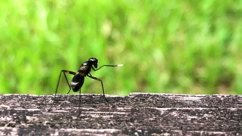 Dancing insect Stock Footage 92372604