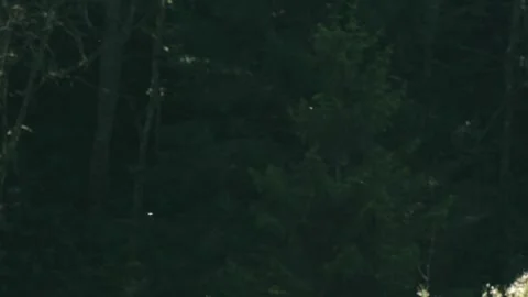 Dancing insects against the dark forest Stock Footage 318538250