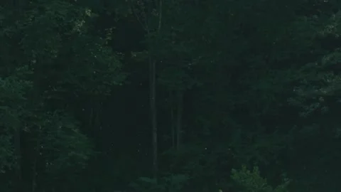 Dancing insects against the dark forest Stock Footage 318538361
