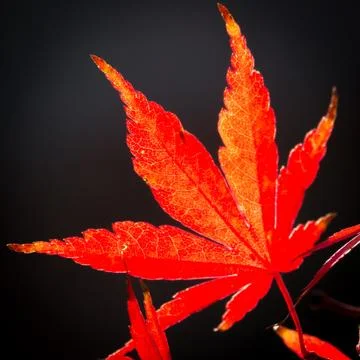 Dancing Japanese Maple Stock Photos