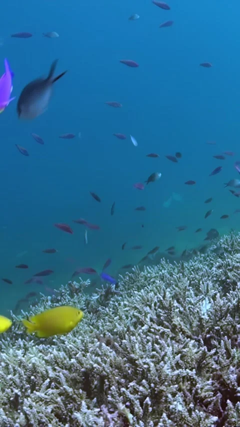 Dancing Jewels Explore the Vibrant Reefs of the Pacific Ocean Stock Footage 321410550