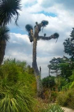 Dancing Joshua Tree Stock Photos