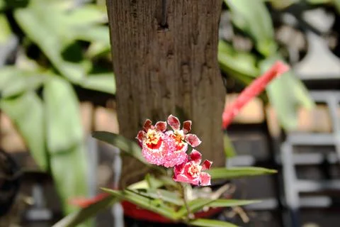 Dancing-lady orchid with trunk of tree. Stock Photos