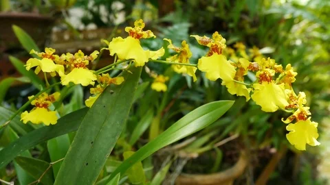 Dancing lady orchids in the garden. 動画素材 78215897