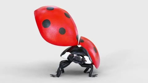 Dancing of a ladybug | Stock Video | Pond5