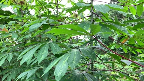 Dancing leaf Stock Footage 233903663