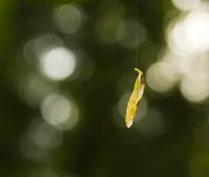 Dancing leaf Stock Photos