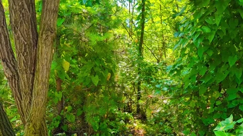 Dancing Leaves and Light Stock Footage 296464387