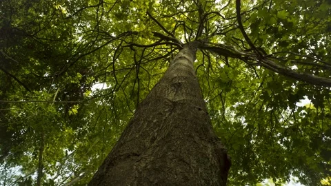 Dancing in the leaves - Timelapse - 4K - 25 fps - England - UK Stock Footage 148195544
