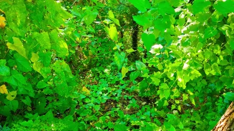 Dancing Light and Leaves 库存影片 296614365