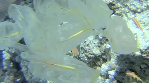 Dancing light bulb sea squirt in the vivid reefs of the Red Sea Stock Footage 311375671