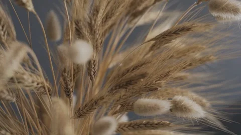 Dancing light on golden wheat and soft blooms in a serene studio Stock Footage 330968070