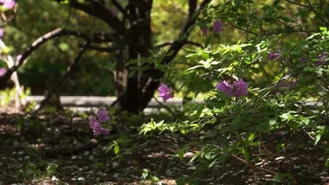 DANCING LIGHT PRETTY BUSHES Video stock 195993733