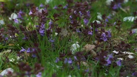 DANCING LIGHT SPRING GRASS Stock Footage 195993707