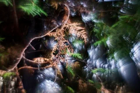 Dancing lights through the branches Stock-Fotos