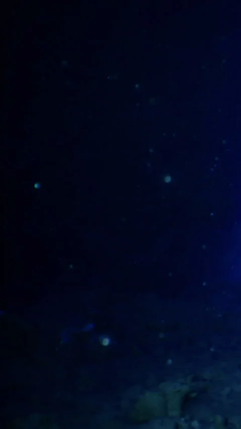 Dancing lights in a tranquil underwater world at dawn Stock Footage 341403579