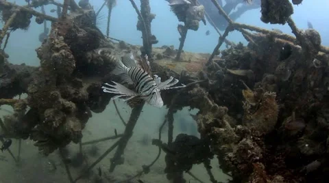Dancing lionfish Vidéo 39981852