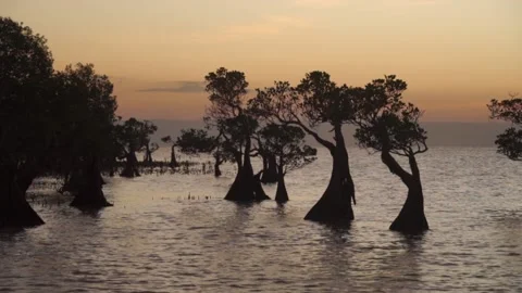 Dancing Mangrove Trees Walakiri Beach Sunset - Sumba Indonesia Video stock 156835104