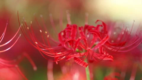 Dancing Manjushage in the Wind Stock Footage 327612068