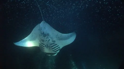 Dancing Manta on a Night Dive Stock Footage 5259278