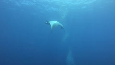Dancing Manta Ray Gracefully Glides Through the Vast Ocean Depths Stock Footage 327016698