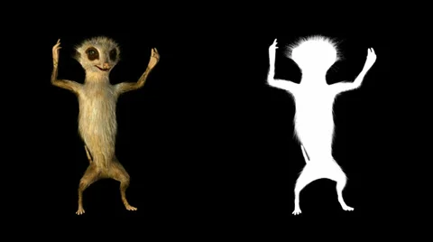 Dancing meerkat on a neutral black background Stock Footage 35165077