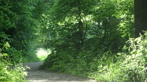 Dancing midge seen in backlight in a overgrown forest path. Stock Footage 131940071