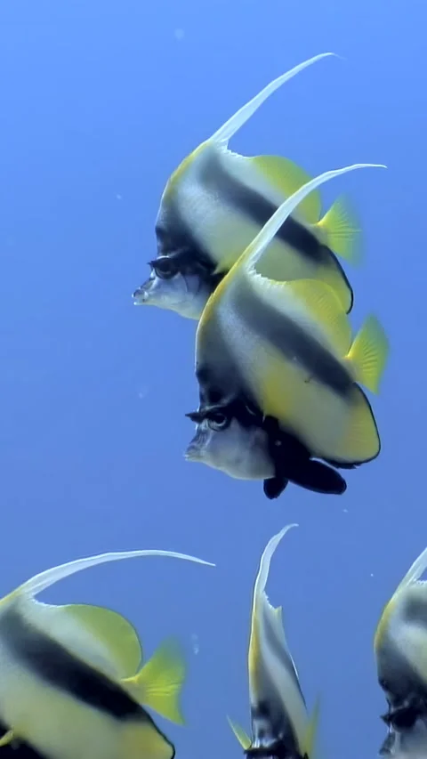 Dancing Moorish idol fish float gently in the Red Sea waters Stock Footage 314133383
