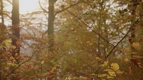 Dancing mosquitoes in an autumnal beech forest. Stock-Footage 76211920