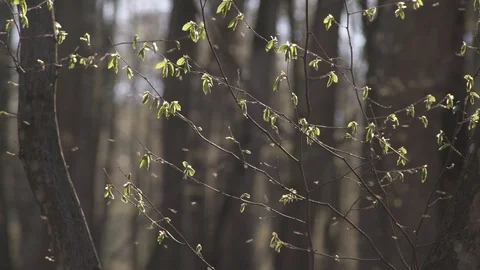 Dancing mosquitoes in the sun Vidéo 105727903