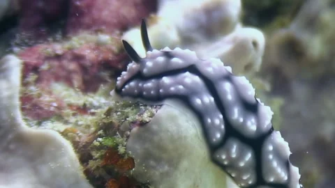 Dancing Nudibranch on the Reef in Raja Ampat at Golden Hour Stock Footage 321017473
