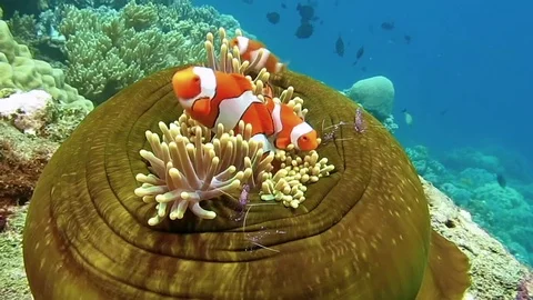 Dancing ocellaris clownfish and tosa commensal shrimp on closed anemone,Bali Stock Footage