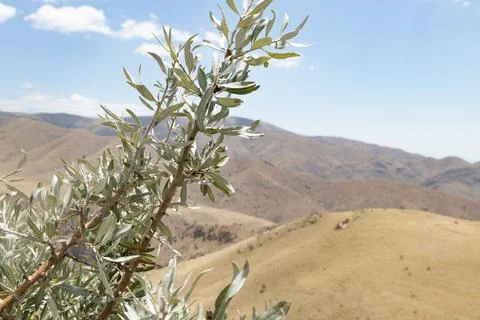 Dancing Olive Trees: A Serene Hillside Symphony Stock Photos