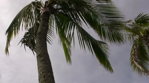 Dancing Palm Trees Stock Footage 6523586