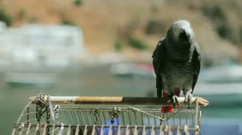 A dancing parrot Stock Footage 10856270