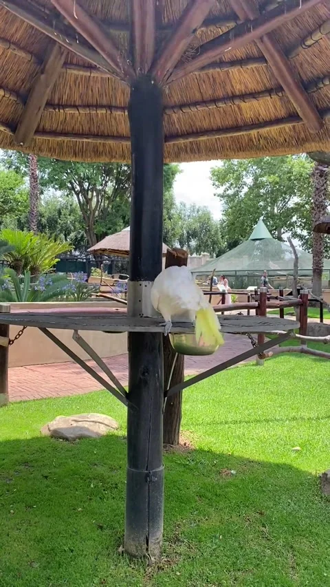 Dancing Parrot Makes Moves, Fourways, Gauteng, South Africa - 04 Dec 2021 Stock Footage 205403289