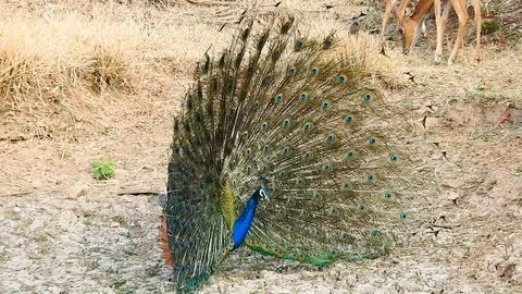 Dancing Peacock Video stock 112189337